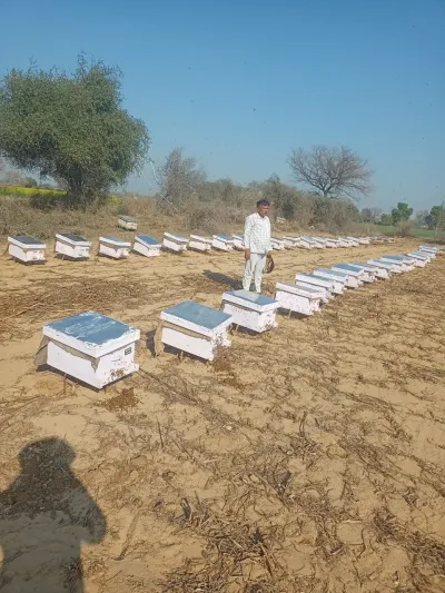 Jangra Honey Farm Dhand Fatehabad